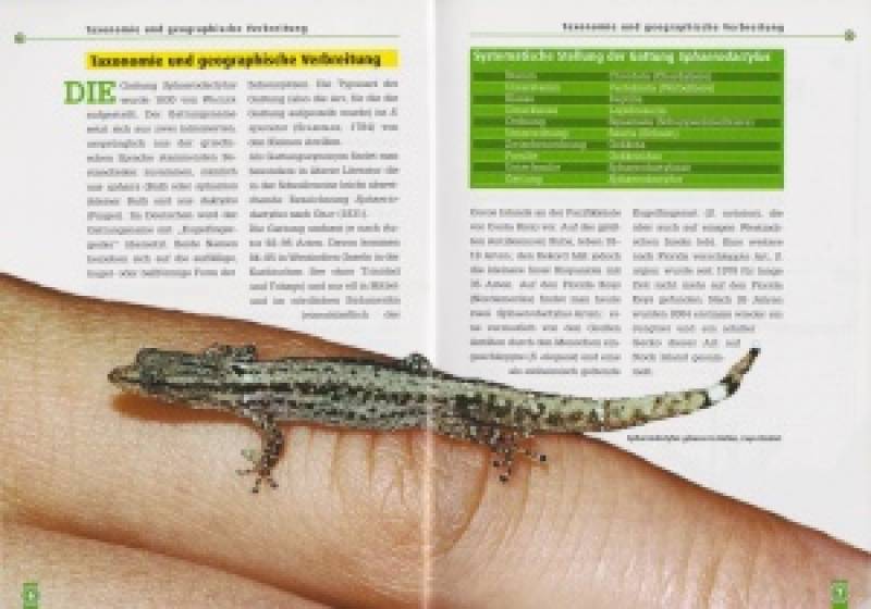 Kugelfingergeckos